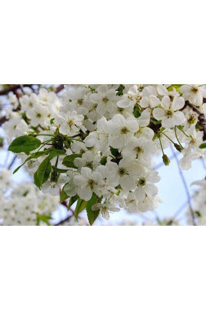 Цветение черешни Фирузе – белые цветы на ветках весной.